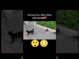MOM IS MOM NO WORDS 🙏😳 #funny #animallovers #cat #animals #animals #love