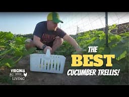 The Best Trellis for Cucumbers and Beans! - Zone 7B Virginia