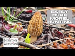 Early Burn Morel Hunting- 2025