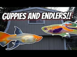Let's Check Out All My Guppies and Endlers!