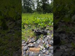 Snake attacked my camera 🐍 #snake #attack #wilderness #wild #usa #herping #outdoors
