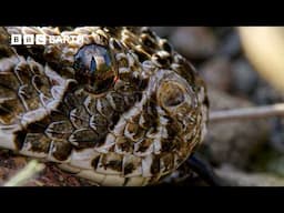 The Snake That Outsmarts Nature's Best Noses | BBC Earth