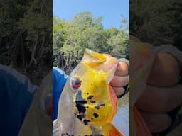 É O MAIS BONITO?Responda aí! 🎣👊🔥 #pescaria #johnnyhoffmannoficial #pescaesportiva