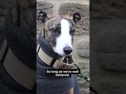Bringing your dog to Beamish?