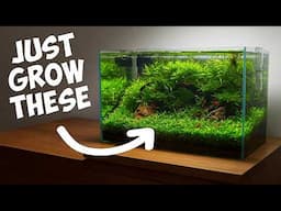 Shrimp Keepers’ Secret: The Easiest Plants for Thriving Shrimp 🦐