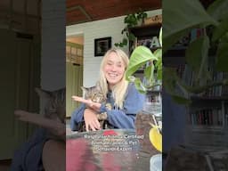 Don’t let this happen to your cat 😮‍💨 #catbehavior #catvideos #catshorts