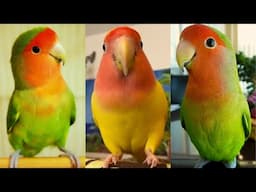 FUNNY AND CUTE PARROTS - TRY NOT TO LAUGH!! ❤️🦜