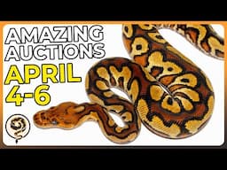 Great Ball Python Auctions to Welcome Spring! - April 4-6