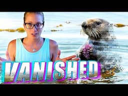 The Mysterious Disappearance of Oregon's Sea Otters