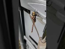 Dragon fly hanging around #shorts