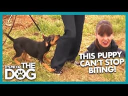 Rough Play & Harsh Punishments Backfire! |  Full Episode | It's Me or The Dog