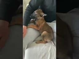 Puppy protects owner #malinois