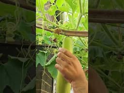 bottle Gourd tunnel farming #bottle Gourd Vertical Farming #lauki harvest #lauki farming