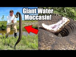 My LARGEST Cottonmouth EVER! - A True Swamp Monster