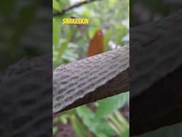 Snake sheds skin in a cocoa tree.