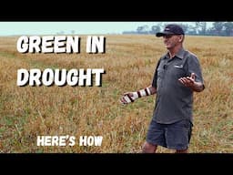 Remarkable! Green Crop In a Drought! How Rob Dent Farms Differently