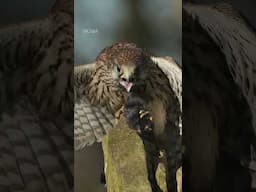 SIGMA 300-600mm F4 DG OS | Sports - Kestrel Brid Photography #wildlifephotography #sigma #cameralens