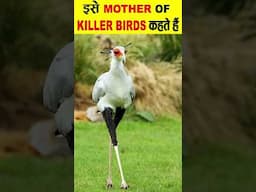 दुनिया की सबसे खतरनाक पक्षी।