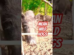 HOG TRAP! Her Biggest Catch to Date