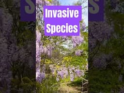 Why are Wisteria considered invasive? #science #spring #floral