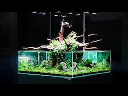 How to make an Outstanding DIY Tree Aquascape