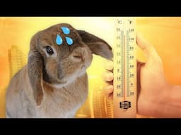 How to Keep Your Rabbit Cool in the Summer