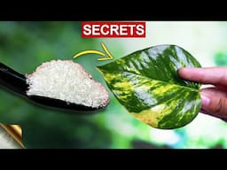 Magic Trick Secret 😨 to propagate Money Plant(POTHOS). 365Days Growth Update. Add Support to Plant.
