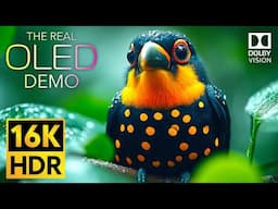 Discover Unseen Wonders of the Earth in 16K VIDEO ULTRA HD - OLED Dolby Vision HDR