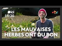 Et si les mauvaises herbes étaient en réalité de précieuses alliées