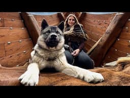 THE NORWEGIAN ELKHOUND - Powerful Hunting Dog of NORWAY