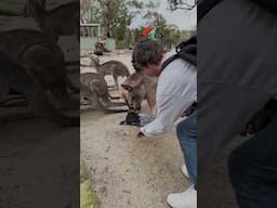 Can a Kangaroo beat Minecraft?