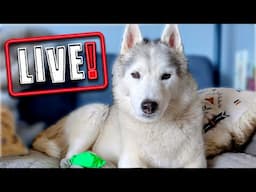 My Husky Health Update and More 🔴 LIVE Q & A With our Siberian Huskies!