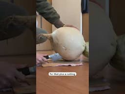 Cutting a 37 lb daikon radish