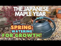 Japanese Maples: Spring - Watering For Growth!