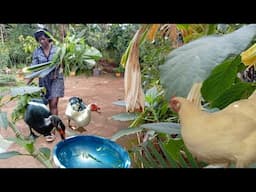 Today In Our Small Urban Farm. Feeding The Birds.