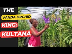 Amazing how Kultana in Thailand grows Vanda orchids