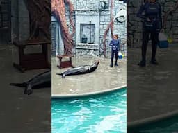 Highlights Of Seal Show At The Chankanaab Adventure Park In Cozumel Mexico