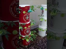 Cheap & Easy Gardening