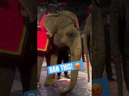 💔 Tell Shriners International to ban animals from their members’ events.