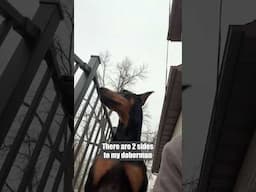 2 sides to every dog #dog #funny #puppy #doberman #dobermanpinschers #dobermanpuppy #dogsfunny