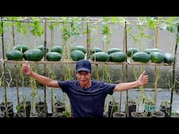 WARNING: Don’t Plant Watermelon Until You Learn This 1-Seed Trick!