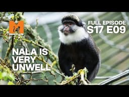 Nala's State Is Deteriorating | Season 17 Episode 9 | Full Episode | Monkey Life
