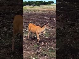 Wild Eland Takes A Break From Eating To Pose For The Camera At Natural Bridge Wildlife Ranch