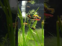 Marbled Swordtails! My Favorite Swordtails in My Fish Room!