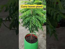 Curry leaves plant #gardening #garden #terracegardening