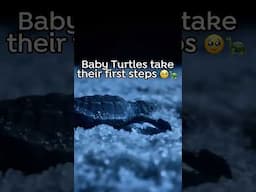 Sea Turtles First Steps 🐾🥹🐢 #Turtles #SeaTurtles #MarineLife #BabyAnimals #oceanwildlife #animals