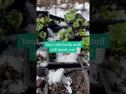 These best way to water cold tolerant plants #coolflowers