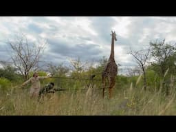 High-Stakes Giraffe Treatment | Sheldrick Wildlife Trust