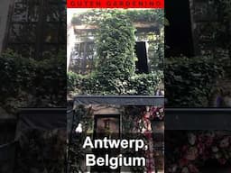 This Beautiful Ivy was EVERYWHERE in Antwerp Belgium