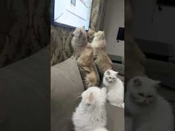 Cute fluffy cats India